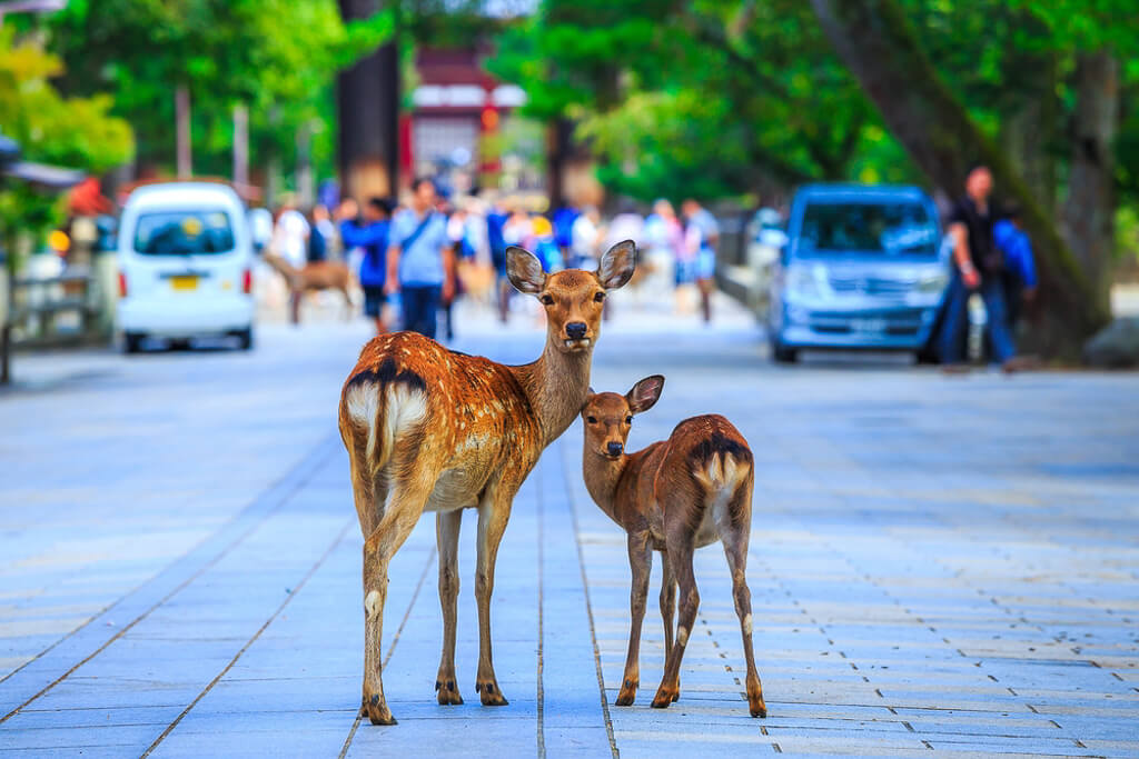 Sacred Deer in Nara Japan